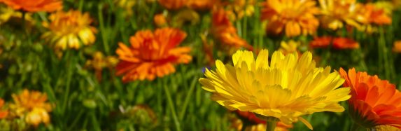 Kolorowa łąka w dziecięcym pokoju